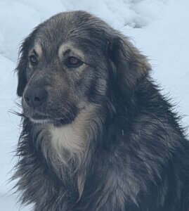 Razpored obveznega letnega cepljenja psov proti steklini po naseljih Občine Žužemberk in poziv za ureditev stanja v uradnem registru