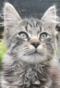 Obvestilo o sofinanciranju kastracij in sterilizacij lastniških mačk  v Občini Žužemberk